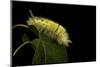 Calliteara Pudibunda (Pale Tussock Moth, Red Tail Moth) - Caterpillar-Paul Starosta-Mounted Photographic Print