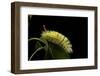 Calliteara Pudibunda (Pale Tussock Moth, Red Tail Moth) - Caterpillar-Paul Starosta-Framed Photographic Print