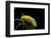 Calliteara Pudibunda (Pale Tussock Moth, Red Tail Moth) - Caterpillar-Paul Starosta-Framed Photographic Print