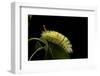 Calliteara Pudibunda (Pale Tussock Moth, Red Tail Moth) - Caterpillar-Paul Starosta-Framed Photographic Print