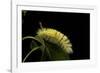 Calliteara Pudibunda (Pale Tussock Moth, Red Tail Moth) - Caterpillar-Paul Starosta-Framed Photographic Print