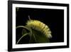 Calliteara Pudibunda (Pale Tussock Moth, Red Tail Moth) - Caterpillar-Paul Starosta-Framed Photographic Print