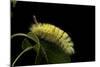 Calliteara Pudibunda (Pale Tussock Moth, Red Tail Moth) - Caterpillar-Paul Starosta-Mounted Photographic Print