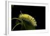 Calliteara Pudibunda (Pale Tussock Moth, Red Tail Moth) - Caterpillar-Paul Starosta-Framed Photographic Print