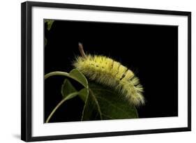 Calliteara Pudibunda (Pale Tussock Moth, Red Tail Moth) - Caterpillar-Paul Starosta-Framed Photographic Print