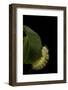 Calliteara Pudibunda (Pale Tussock Moth, Red Tail Moth) - Caterpillar-Paul Starosta-Framed Photographic Print