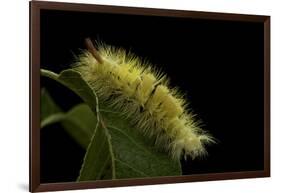 Calliteara Pudibunda (Pale Tussock Moth, Red Tail Moth) - Caterpillar-Paul Starosta-Framed Photographic Print