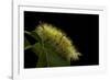 Calliteara Pudibunda (Pale Tussock Moth, Red Tail Moth) - Caterpillar-Paul Starosta-Framed Photographic Print