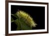 Calliteara Pudibunda (Pale Tussock Moth, Red Tail Moth) - Caterpillar-Paul Starosta-Framed Photographic Print