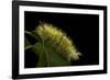 Calliteara Pudibunda (Pale Tussock Moth, Red Tail Moth) - Caterpillar-Paul Starosta-Framed Photographic Print