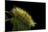 Calliteara Pudibunda (Pale Tussock Moth, Red Tail Moth) - Caterpillar-Paul Starosta-Mounted Photographic Print