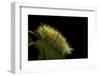 Calliteara Pudibunda (Pale Tussock Moth, Red Tail Moth) - Caterpillar-Paul Starosta-Framed Photographic Print