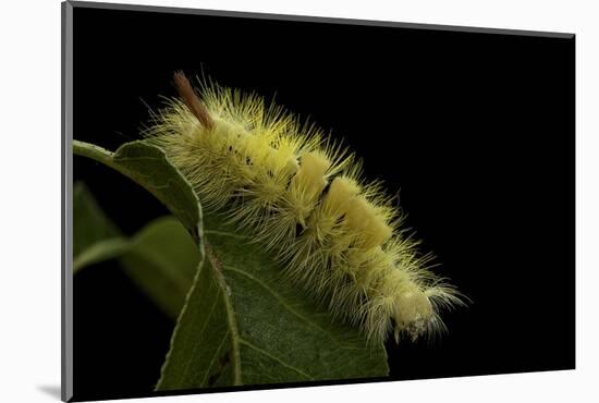 Calliteara Pudibunda (Pale Tussock Moth, Red Tail Moth) - Caterpillar-Paul Starosta-Mounted Photographic Print