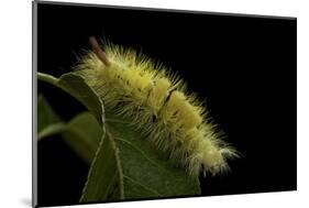 Calliteara Pudibunda (Pale Tussock Moth, Red Tail Moth) - Caterpillar-Paul Starosta-Mounted Photographic Print