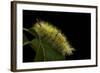 Calliteara Pudibunda (Pale Tussock Moth, Red Tail Moth) - Caterpillar-Paul Starosta-Framed Photographic Print