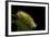 Calliteara Pudibunda (Pale Tussock Moth, Red Tail Moth) - Caterpillar-Paul Starosta-Framed Photographic Print