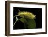 Calliteara Pudibunda (Pale Tussock Moth, Red Tail Moth) - Caterpillar-Paul Starosta-Framed Photographic Print