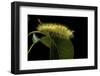 Calliteara Pudibunda (Pale Tussock Moth, Red Tail Moth) - Caterpillar-Paul Starosta-Framed Photographic Print