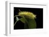 Calliteara Pudibunda (Pale Tussock Moth, Red Tail Moth) - Caterpillar-Paul Starosta-Framed Photographic Print