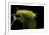 Calliteara Pudibunda (Pale Tussock Moth, Red Tail Moth) - Caterpillar-Paul Starosta-Framed Photographic Print