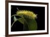 Calliteara Pudibunda (Pale Tussock Moth, Red Tail Moth) - Caterpillar-Paul Starosta-Framed Photographic Print