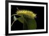 Calliteara Pudibunda (Pale Tussock Moth, Red Tail Moth) - Caterpillar-Paul Starosta-Framed Photographic Print