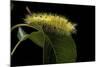 Calliteara Pudibunda (Pale Tussock Moth, Red Tail Moth) - Caterpillar-Paul Starosta-Mounted Photographic Print