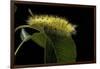 Calliteara Pudibunda (Pale Tussock Moth, Red Tail Moth) - Caterpillar-Paul Starosta-Framed Photographic Print