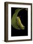 Calliteara Pudibunda (Pale Tussock Moth, Red Tail Moth) - Caterpillar-Paul Starosta-Framed Photographic Print