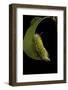 Calliteara Pudibunda (Pale Tussock Moth, Red Tail Moth) - Caterpillar-Paul Starosta-Framed Photographic Print