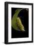 Calliteara Pudibunda (Pale Tussock Moth, Red Tail Moth) - Caterpillar-Paul Starosta-Framed Photographic Print