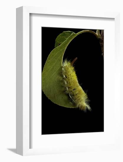 Calliteara Pudibunda (Pale Tussock Moth, Red Tail Moth) - Caterpillar-Paul Starosta-Framed Photographic Print