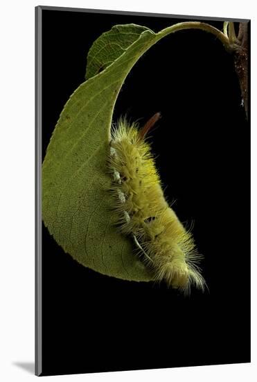 Calliteara Pudibunda (Pale Tussock Moth, Red Tail Moth) - Caterpillar-Paul Starosta-Mounted Photographic Print