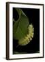 Calliteara Pudibunda (Pale Tussock Moth, Red Tail Moth) - Caterpillar-Paul Starosta-Framed Photographic Print