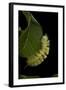 Calliteara Pudibunda (Pale Tussock Moth, Red Tail Moth) - Caterpillar-Paul Starosta-Framed Photographic Print