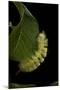 Calliteara Pudibunda (Pale Tussock Moth, Red Tail Moth) - Caterpillar-Paul Starosta-Mounted Photographic Print