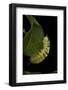 Calliteara Pudibunda (Pale Tussock Moth, Red Tail Moth) - Caterpillar-Paul Starosta-Framed Photographic Print