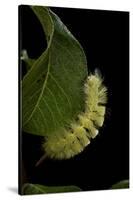 Calliteara Pudibunda (Pale Tussock Moth, Red Tail Moth) - Caterpillar-Paul Starosta-Stretched Canvas