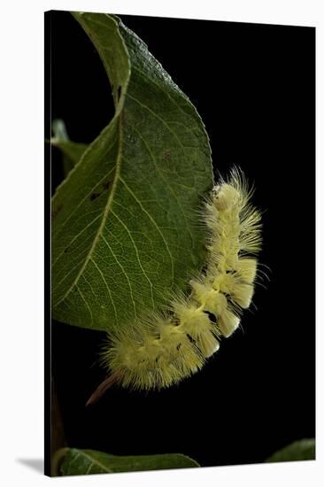 Calliteara Pudibunda (Pale Tussock Moth, Red Tail Moth) - Caterpillar-Paul Starosta-Stretched Canvas