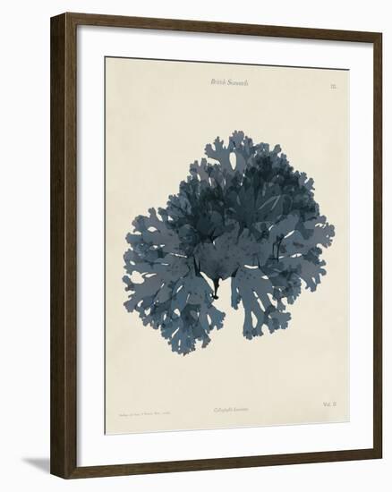 Callophyllis Laciniata-Henry Bradbury-Framed Giclee Print