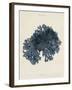 Callophyllis Laciniata-Henry Bradbury-Framed Giclee Print