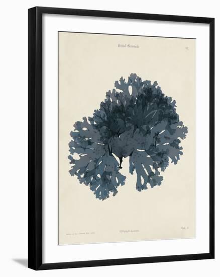 Callophyllis Laciniata-Henry Bradbury-Framed Giclee Print