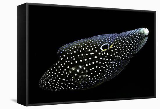 Calloplesiops Altivelis (Comet, Marine Betta)-Paul Starosta-Framed Stretched Canvas