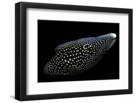 Calloplesiops Altivelis (Comet, Marine Betta)-Paul Starosta-Framed Photographic Print