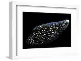 Calloplesiops Altivelis (Comet, Marine Betta)-Paul Starosta-Framed Photographic Print