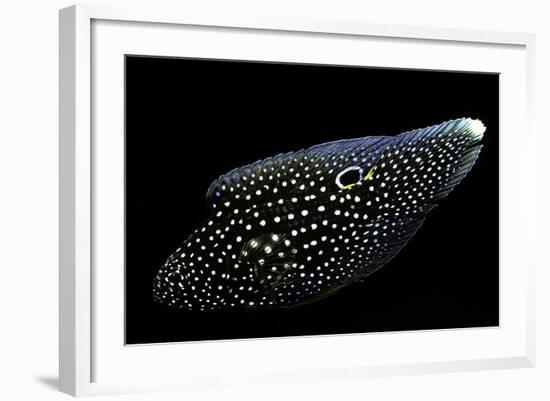 Calloplesiops Altivelis (Comet, Marine Betta)-Paul Starosta-Framed Photographic Print