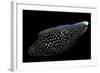 Calloplesiops Altivelis (Comet, Marine Betta)-Paul Starosta-Framed Photographic Print