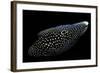 Calloplesiops Altivelis (Comet, Marine Betta)-Paul Starosta-Framed Photographic Print