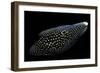 Calloplesiops Altivelis (Comet, Marine Betta)-Paul Starosta-Framed Photographic Print