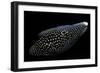 Calloplesiops Altivelis (Comet, Marine Betta)-Paul Starosta-Framed Photographic Print